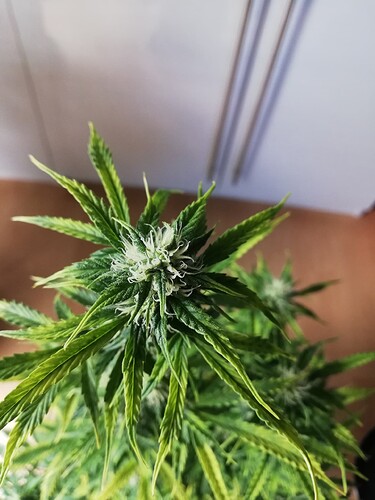 Growreport Bild 31