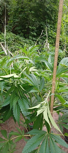 Growreport Bild 4
