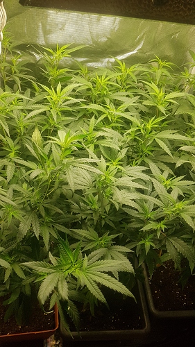 Growreport Bild 1