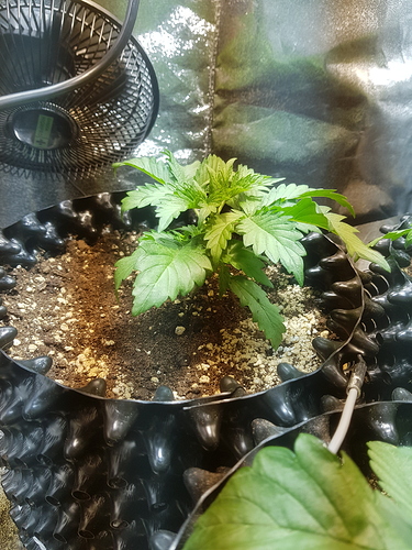 Growreport Bild 4