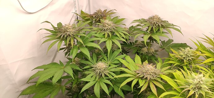 Growreport Bild 5