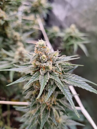 Growreport Bild 13