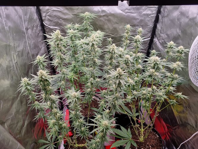 Growreport Bild 6