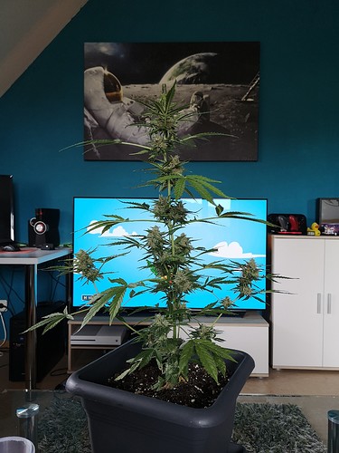 Growreport Bild 1