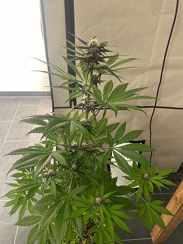 Growreport Bild 23