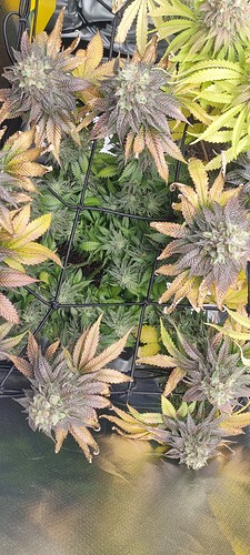 Growreport Bild 7