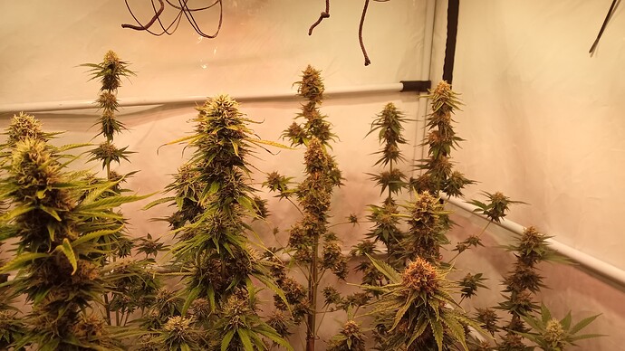 Growreport Bild 13