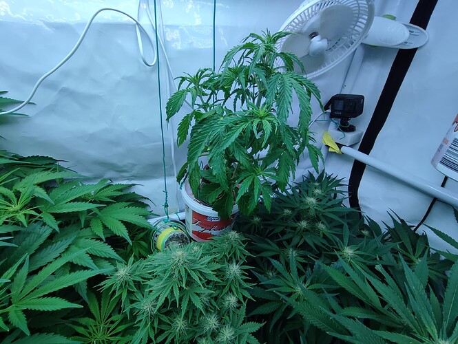 Growreport Bild 49