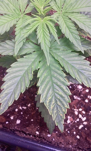 Growreport Bild 6