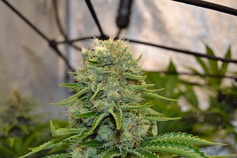 Growreport Bild 20