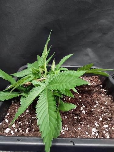 Growreport Bild 6