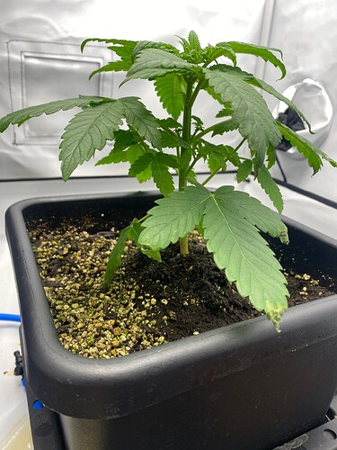 Growreport Bild 3