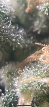 Growreport Bild 7