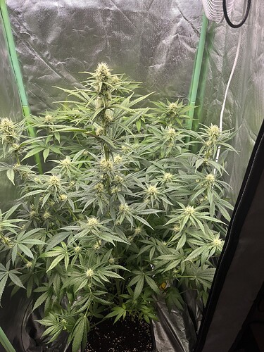 Growreport Bild 11
