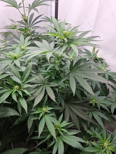 Growreport Bild 85