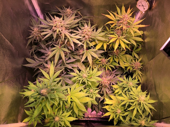 Growreport Bild 2