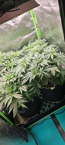 Growreport Bild 1