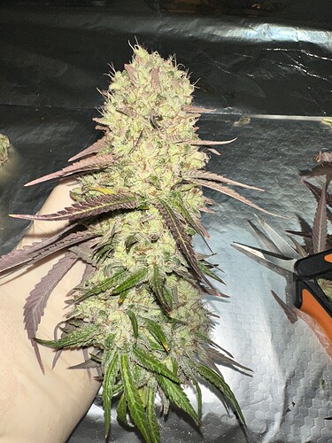 Growreport Bild 16