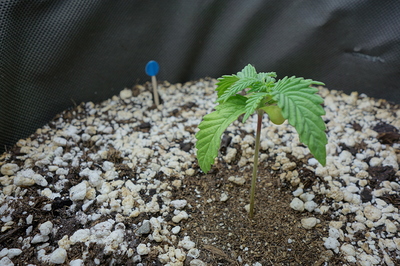 Ein junger Cannabis-Keimling mit zwei Keimblättern und den ersten echten Blättern, der aus Erde mit Perlit wächst. Ein kleiner blauer Marker steckt daneben im Substrat.