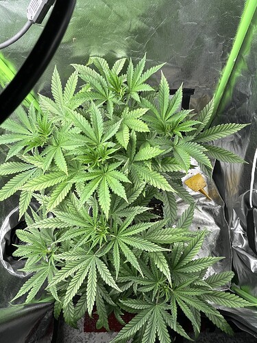 Growreport Bild 1