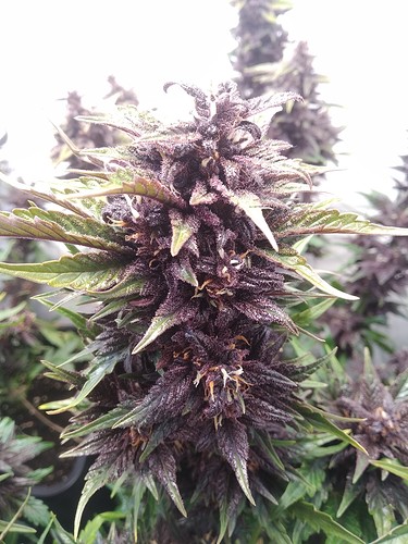 Growreport Bild 8