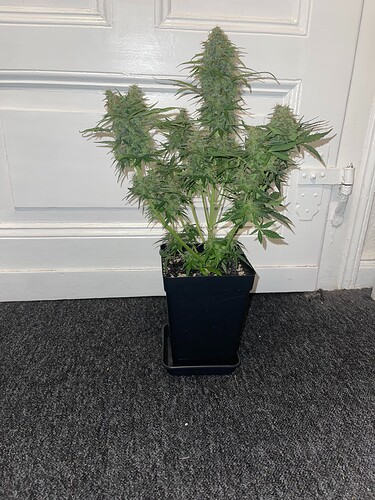 Growreport Bild 3
