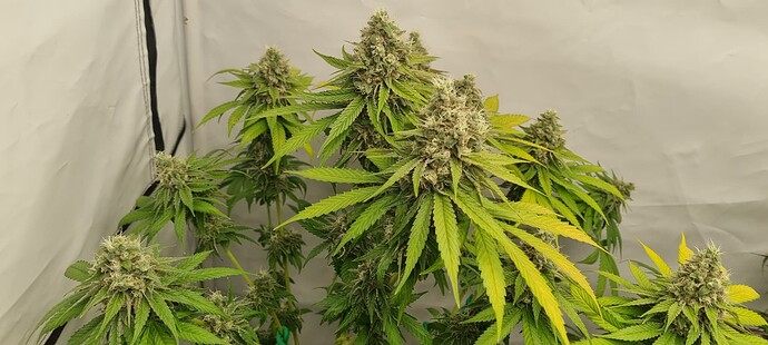 Growreport Bild 26