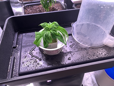 Growreport Bild 12