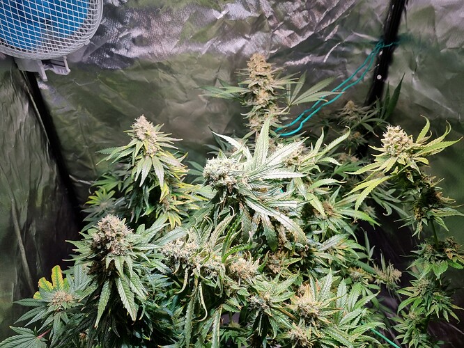 Growreport Bild 15