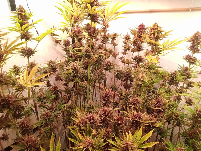Growreport Bild 2