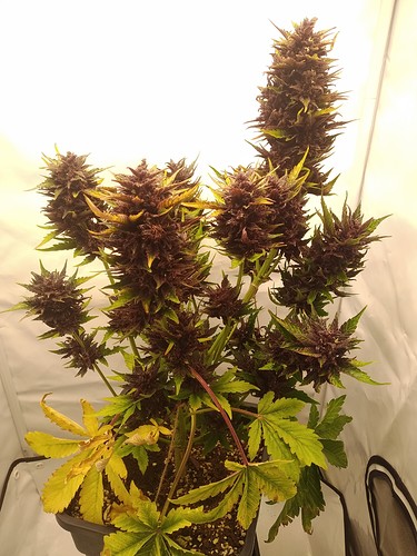 Growreport Bild 2