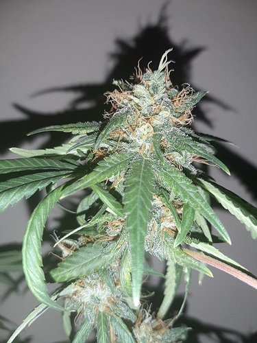 Growreport Bild 6