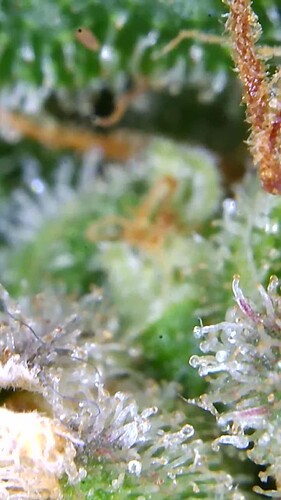Growreport Bild 59