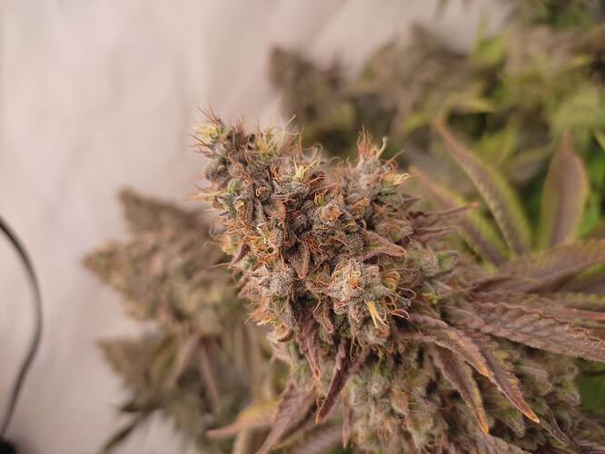 Growreport Bild 9