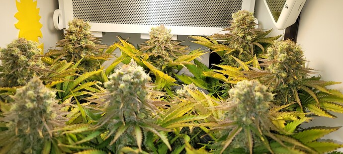 Growreport Bild 9