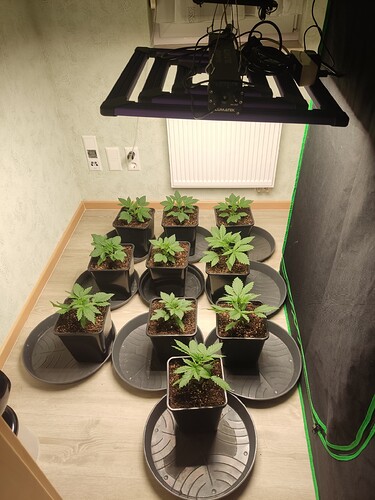 Growreport Bild 34