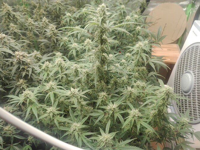 Growreport Bild 3