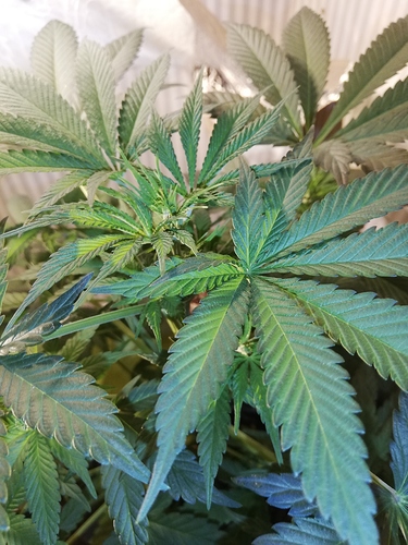Growreport Bild 5