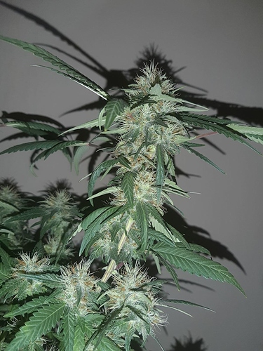 Growreport Bild 6