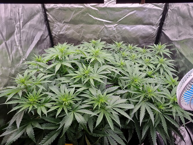 Growreport Bild 38