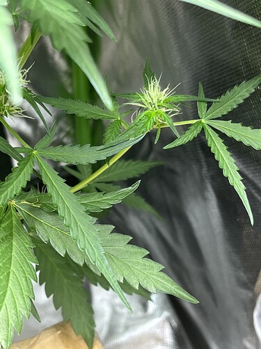 Growreport Bild 9