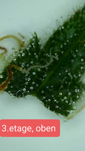 Growreport Bild 3