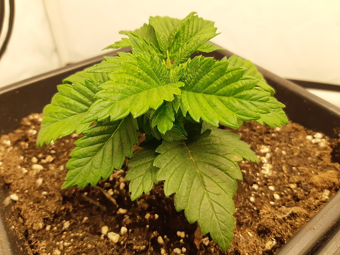 Growreport Bild 4