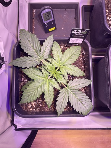Growreport Bild 17