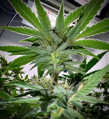 Growreport Bild 8
