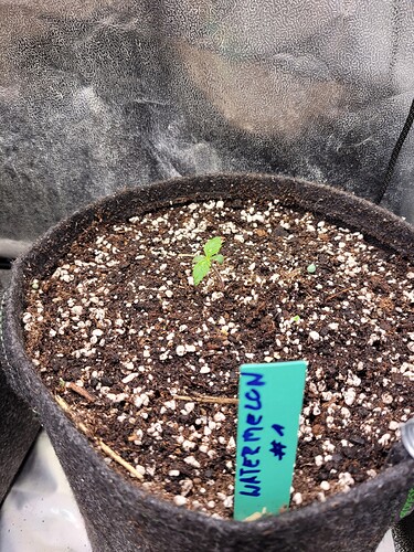 Growreport Bild 8