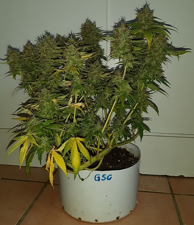 Growreport Bild 13