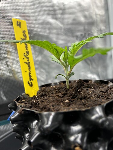 Growreport Bild 88