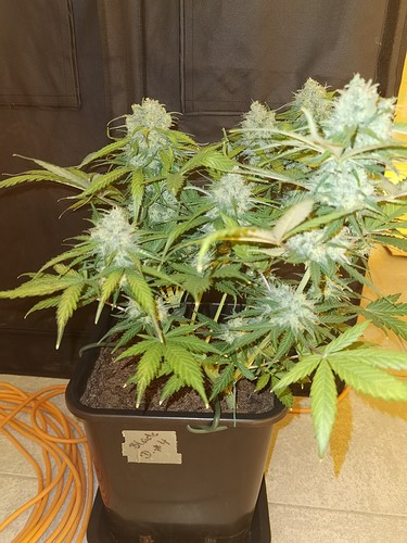 Growreport Bild 15