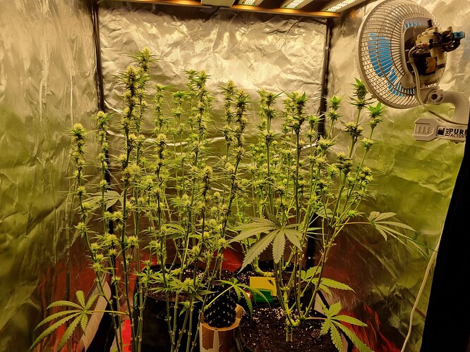 Growreport Bild 1